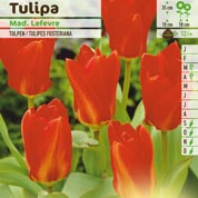 tulipe fosteriana -madame lefevre